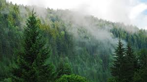 Foggy Pine Forest Wallpaper Downloads ...