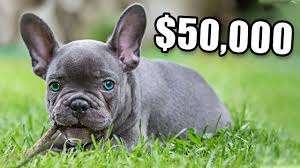 Poodle with french bulldog = french boodle pug with french bulldog = frug pomeranian more information about the french bulldog breed. Why Are French Bulldogs Are So Expensive Youtube