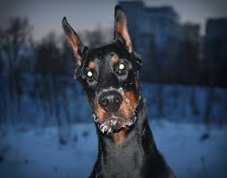 764980 dogs doberman pinscher glance