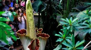 The corpse flower takes ten years to build up enough energy to bloom, but mysteriously, dozens of them bloomed within weeks of each other in 2016. The Rotten Smelling Corpse Flower Is About To Bloom Here S How To Watch It Live Los Angeles Times