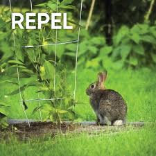 rabbit damage to your plants