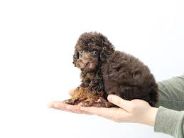 toy poodle dog male chocolate tan
