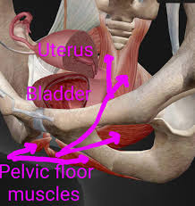 pelvic floor flexibility and incontinence
