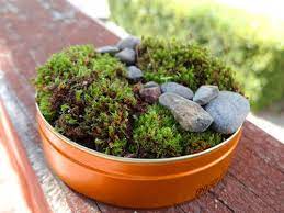 Make A Mini Moss Garden From Backyard