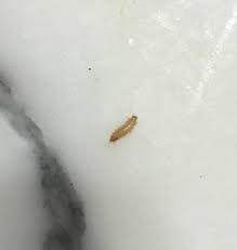 carpet beetle larva hiding in comforter