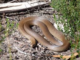 Eastern Brown Snake Diet Habitat Reproduction Nsw