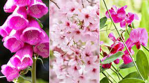 25 types of pink flowers 1800flowers