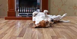 pet owners flooring guide part 2