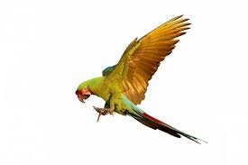 green parrot flying stock photos