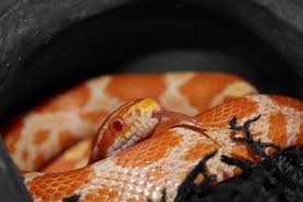 Corn Snake Habitat What Is The Ideal