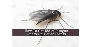 Black Flies On Indoor Plants