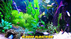 amazing hd aquarium screensaver free