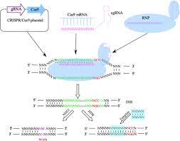 crispr cas9 an evolving biological