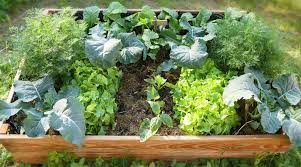 A Guide To Growing Vegetables For The