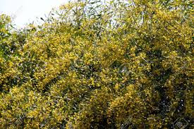 Maybe you would like to learn more about one of these? Immagini Stock Albero Di Mimosa Con Fiori Gialli Image 10988654