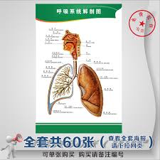 Buy Respiratory System Anatomy Human Anatomy Flipchart