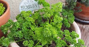 How To Grow Parsley In Containers