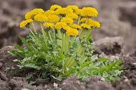 how to grow dandelions for greens