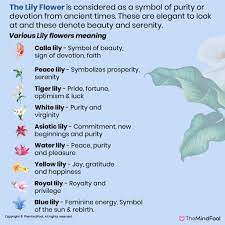lily flower meaning lily symbolism