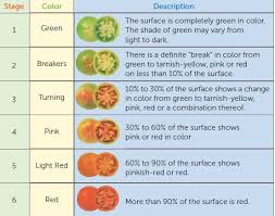 A Guide To The Various Stages Of Tomato Ripening Because Of