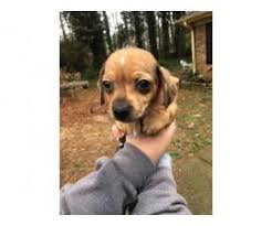 Favorite this post jul 11 puppies and dogs for adoption (hvn > new haven) hide this posting restore restore. 5 Chiweenie Puppies For Sale In Atlanta Georgia Puppies For Sale Near Me