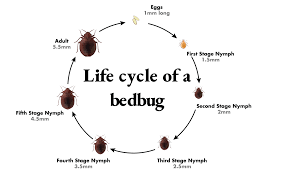 They eat dead plants and clean the environment. How To Identify Bedbugs And Distinguish Them From Other Pests Dengarden