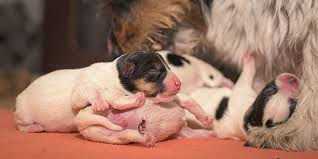 Maybe you would like to learn more about one of these? How Long Are Dogs Pregnant Labour Gestation Period