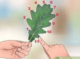 3 Ways To Identify Oak Leaves Wikihow