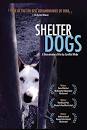 Shelter Dogs