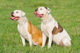 american bulldog dog breed