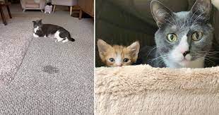 diy tips to eliminate cat from carpet