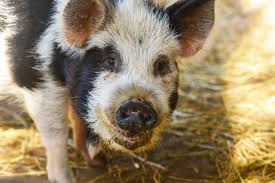 Chipps cooney was a comedian and dancer act from season 5 of america's got talent. Kunekune Pig The Maryland Zoo