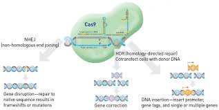 crispr cas9 genome editing guide