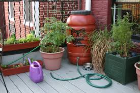 Rain Barrel Water On Garden Edibles