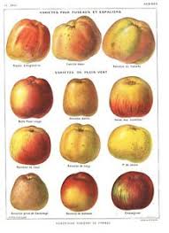 Details About 1921 Apple Fruit Botanical Print Antique Book Page Vintage Chart Larousse Old