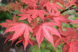 See our large selection of japanese maples for your acer palmatum 'purple ghost' is the japanese maple for you. Acer Palmatum Amber Ghost Japanese Maple Varieties Acer Palmatum Acer