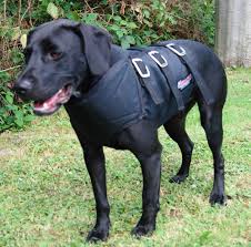 Dingo In His New Bay Kevlar Vest For Hog Hunting Dogs