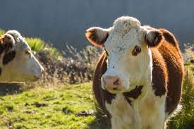 pregnant cows suffering for calf