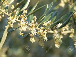 Or is it a vegetable, a nut, or a berry? Olive Tree Flowers In The Spring Stock Photo Picture And Royalty Free Image Image 13990779