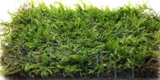 10 to 250g java moss carpet live