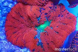 ruby red sand carpet anemone