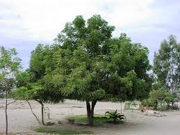 Neem Trees For The Future Plan Verde Ngo