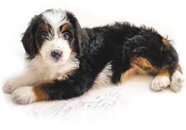 Welcome to aka's bernedoodles, one of the top breeders of bernedoodles in illinois. Highfalutin Furry Babies