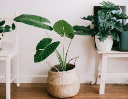 artificial plants for home decor archives