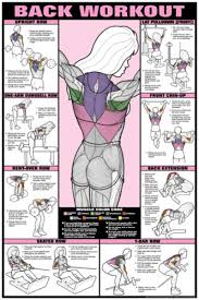 Details About Back Workout Co Ed Edition Professional Gym Fitness Exercise Wall Chart Poster