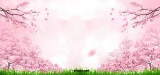 cherry blossom background images hd
