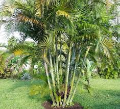 Palm Trees Garden Palm Tree