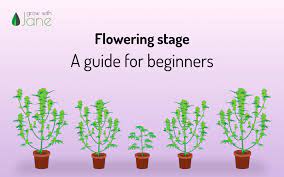 Pay attention to the flowering areas as they begin to grow. Flowering Stage In Cannabis Plants A Guide For Beginners