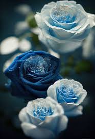 blue rose diamonds abposters