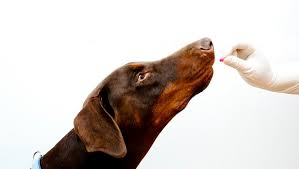 benadryl for dogs dosage uses side